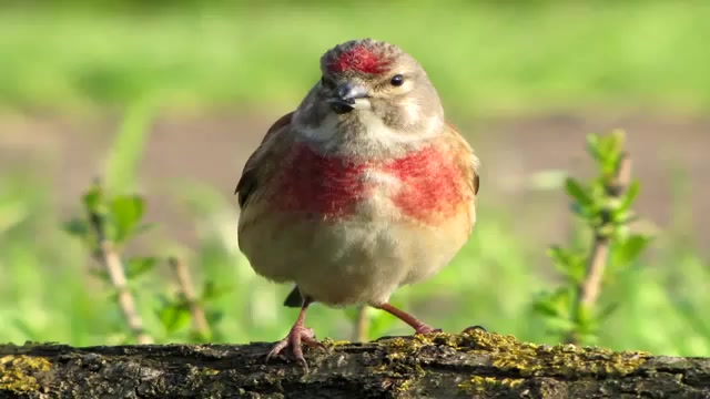 دهن سهره سینه سرخ