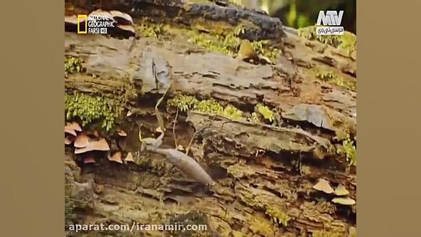  حیات وحش بریم به دنیای مخوف ح...