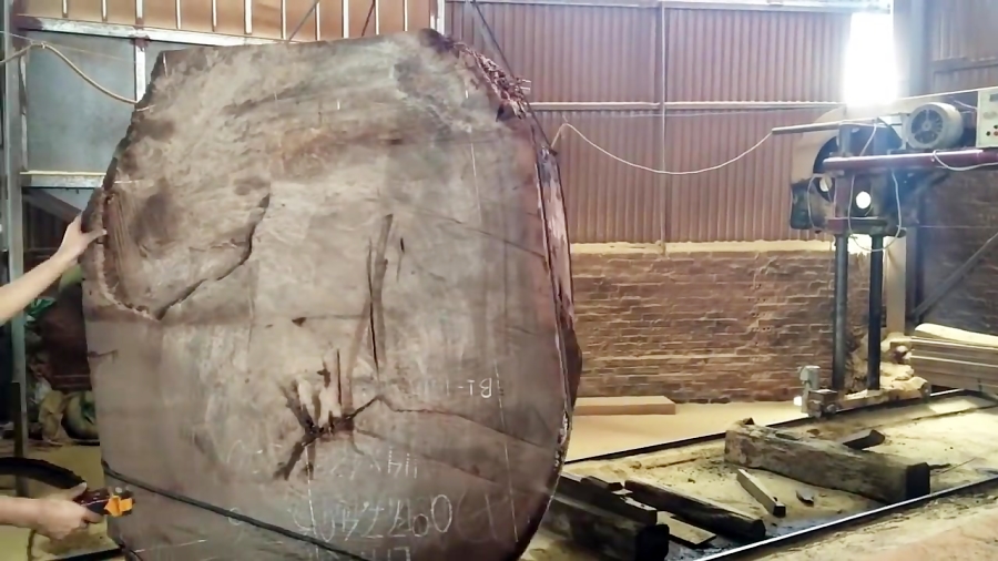 Chainsaw Giant Wood | Extreme Fast Chainsaw Cutting Large Tree Easy ...