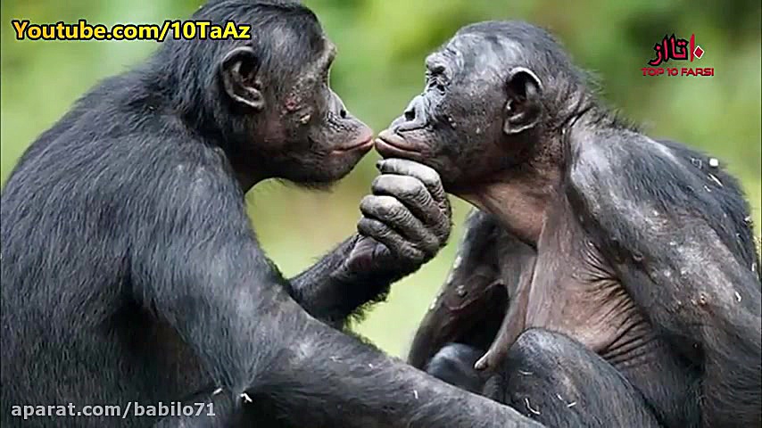 عادات عجیب حیوانات