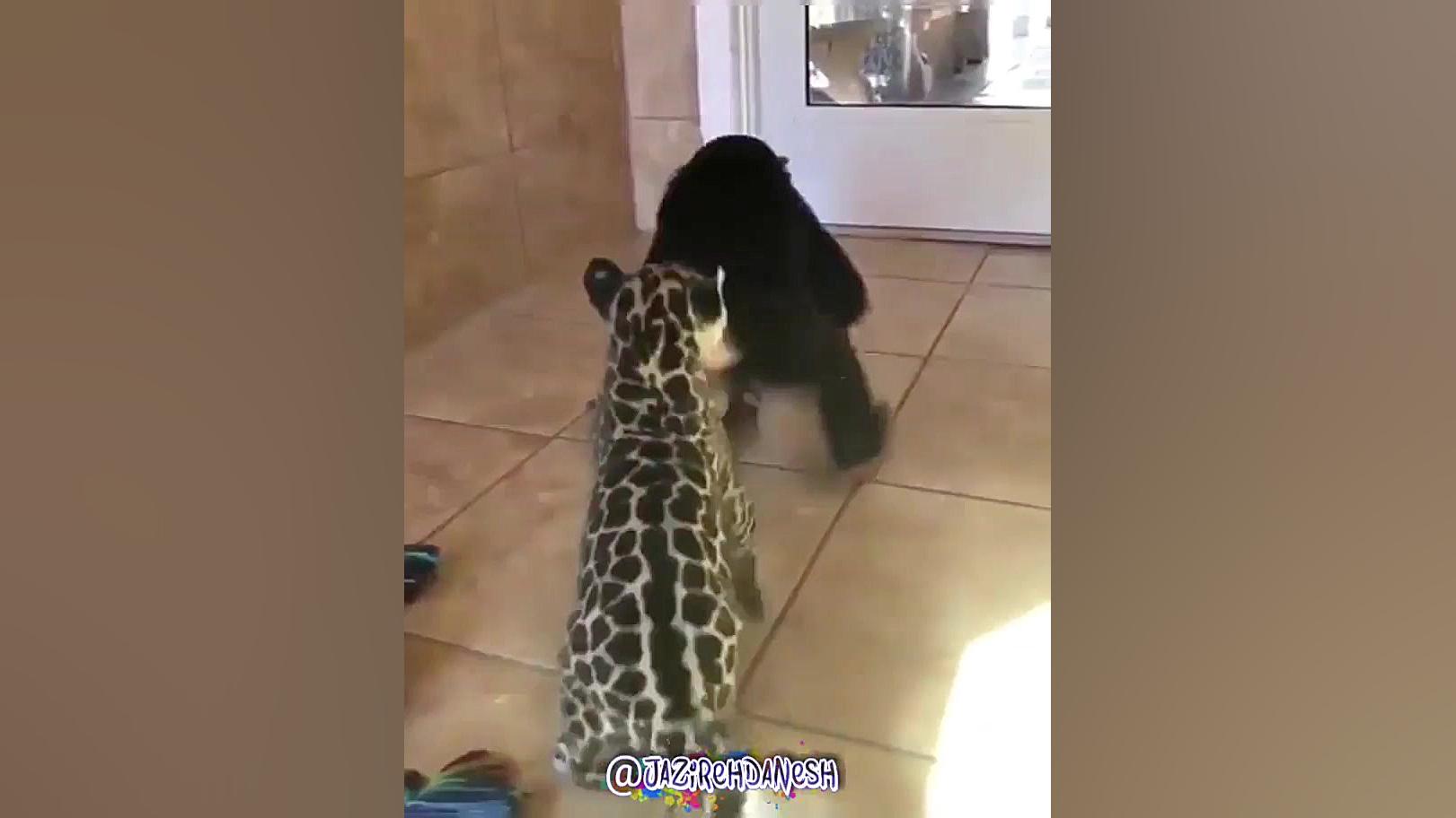 دوستی میمون و پلنگ