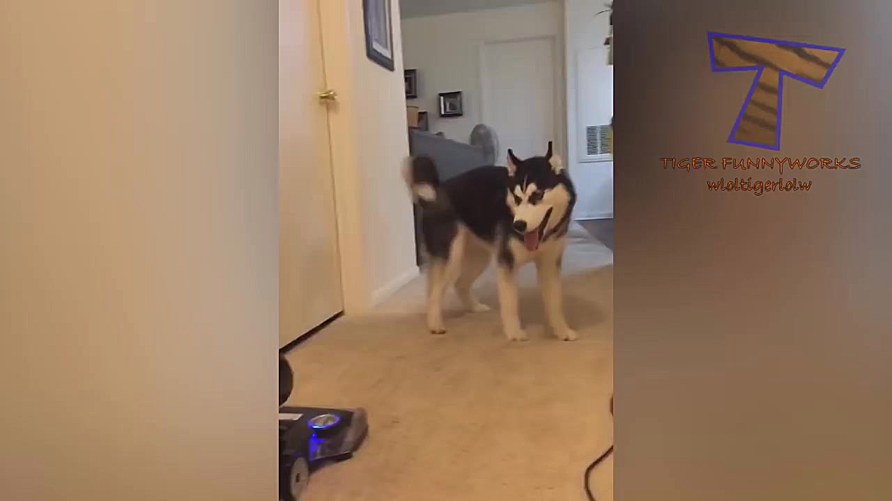 دوستی با حیوانات: دوستان خوب و...