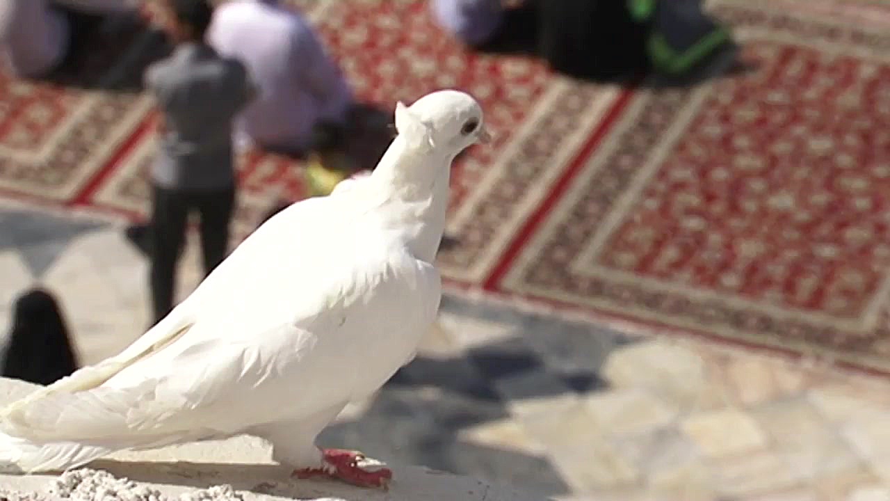 نماهنگ ای حرم محترمت کعبه عاشق...