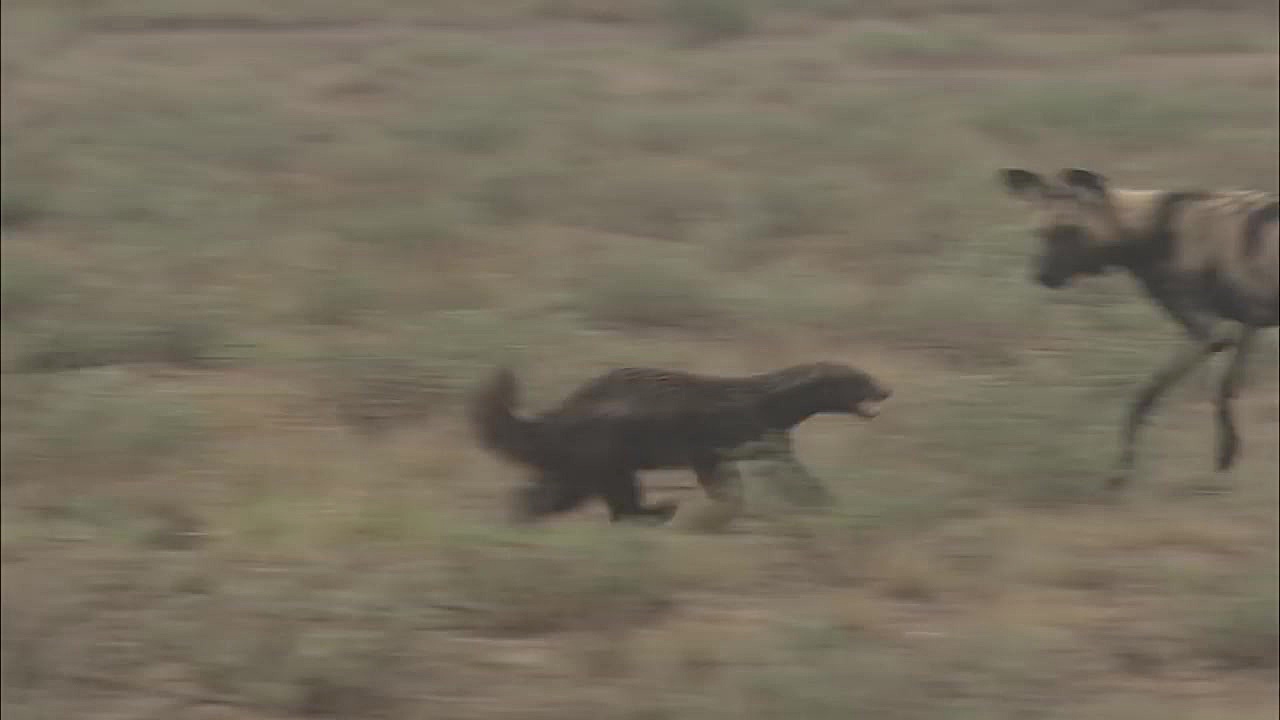 گورکن بیچاره در محاصره سگ های...