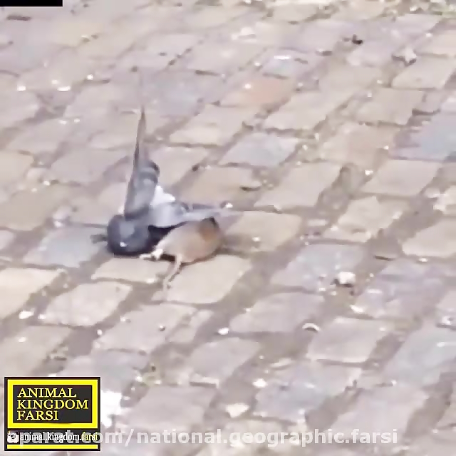 شکار کبوتر توسط موش!!! (آقا مگ...