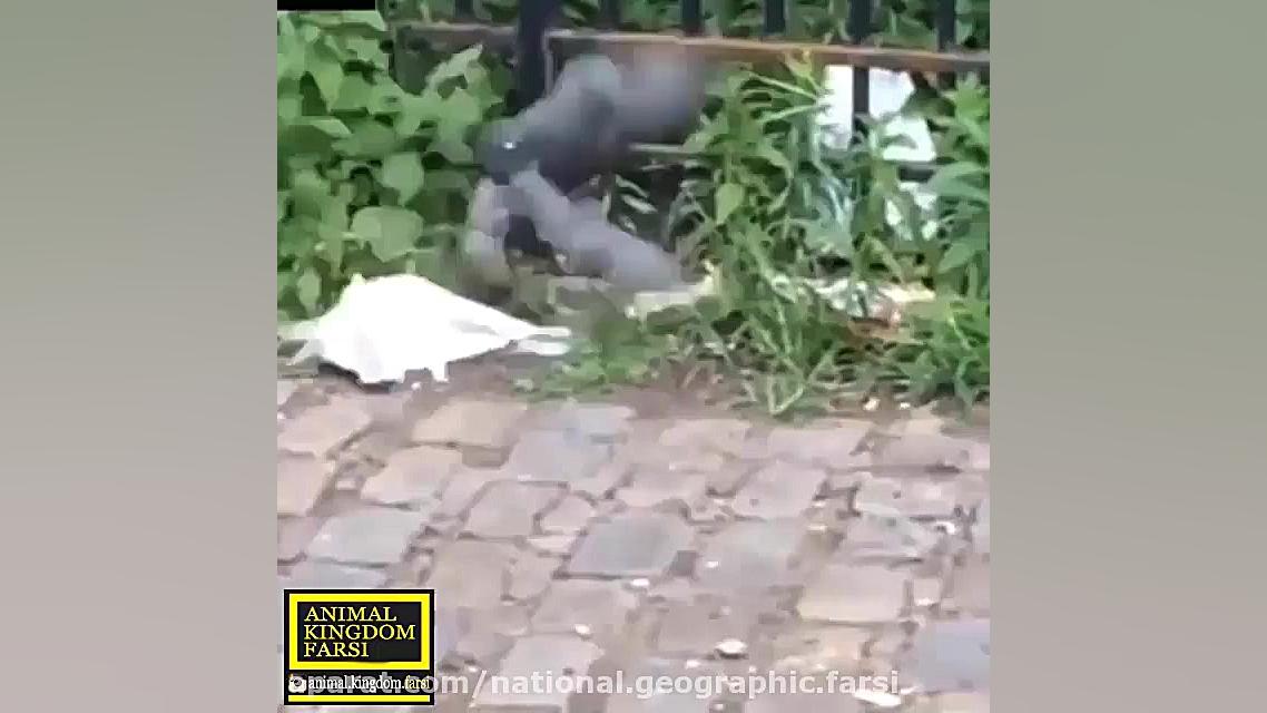 شکار کبوتر توسط موش!!! (آقا مگ...