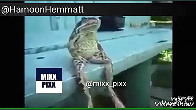 راز بقا غورباغه ی گوات مالایی