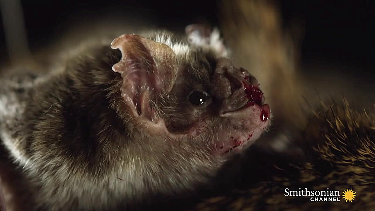 خفاش های خون آشام