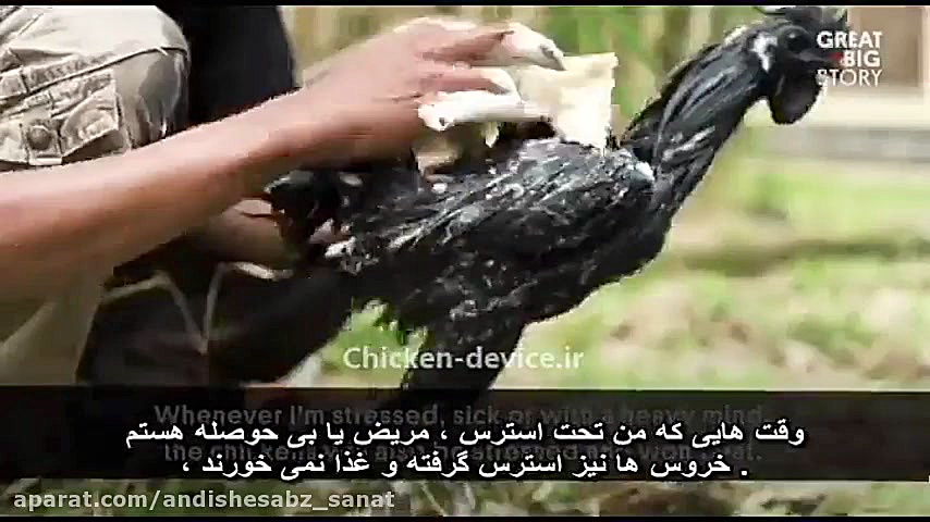 ویدیو خروس سیاه رنگ یا آیام سم...