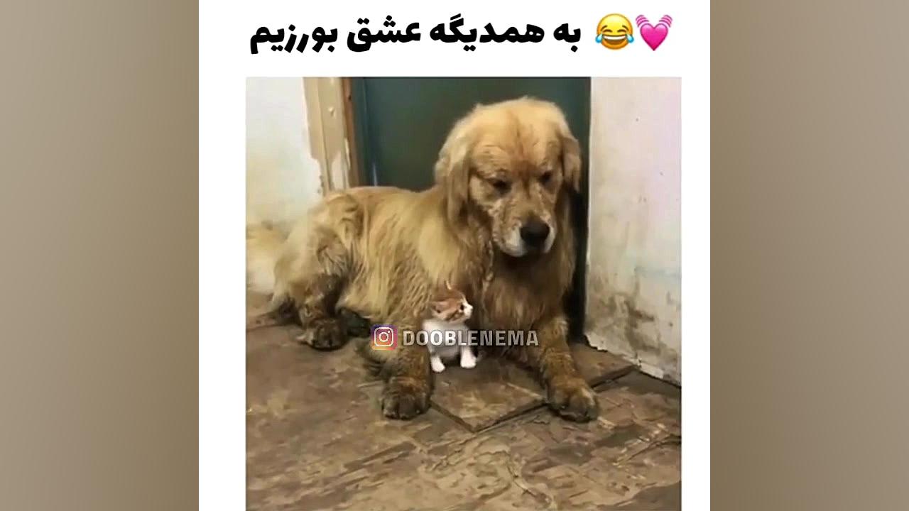 دوبله خنده دار حیوانات!پاره می...