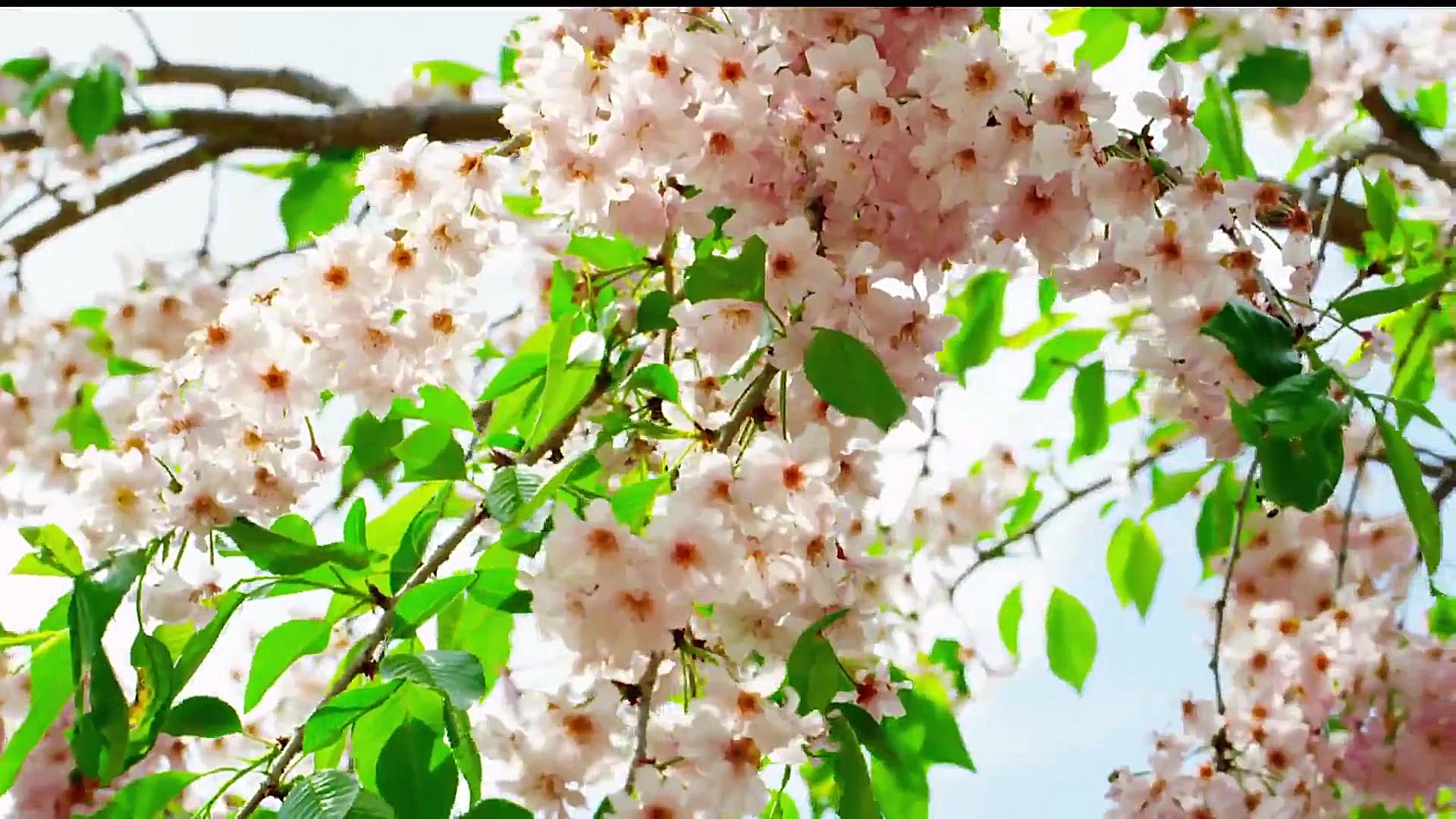 موسیقی تصویر بهاری  مهدی کرمی