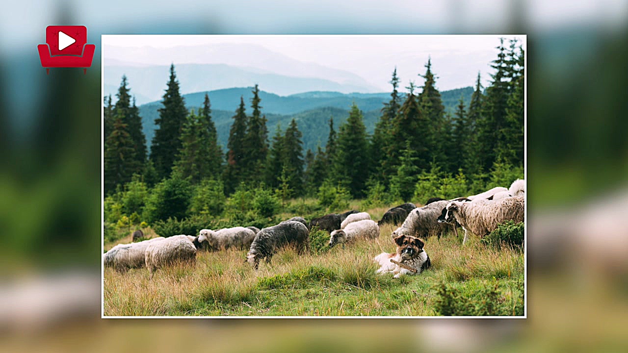 داستان سید احمد کبیر ملقب به ش...