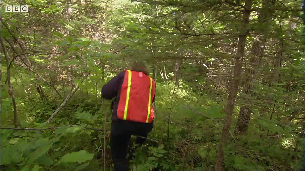 شکار بی رحمانه خرس سیاه توسط ش...