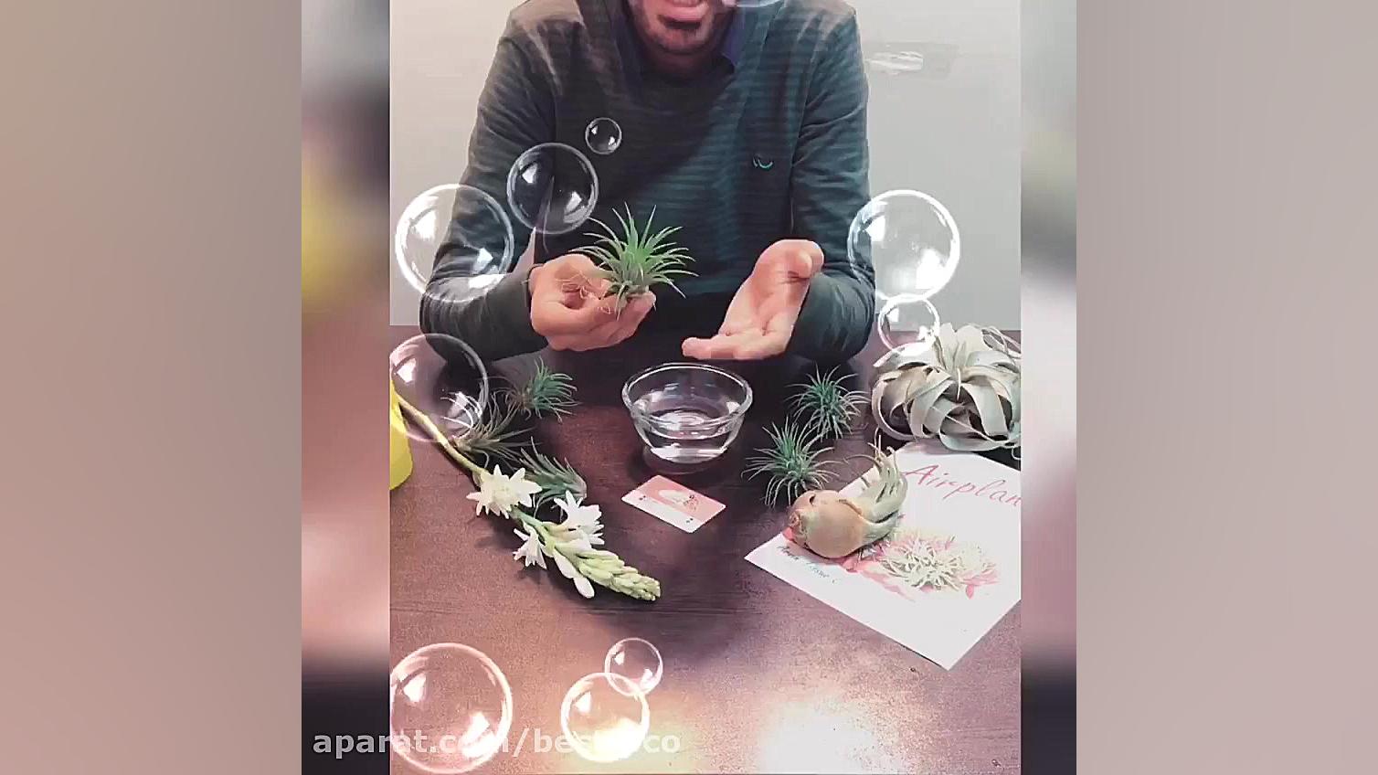 آبیاری گیاهان هوازی