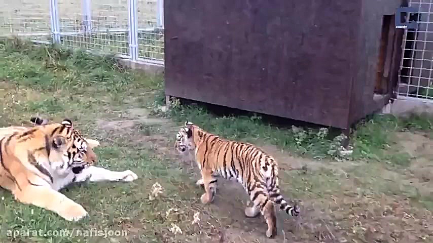 دوستی عجیب سگ و ببر