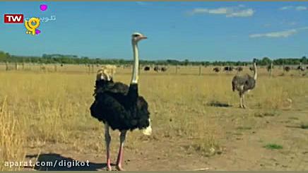 خدا چه آفریده؟ شترمرغ