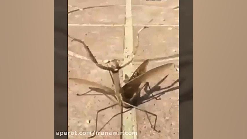  آخر خنده الهام بخش خیلی از فن...