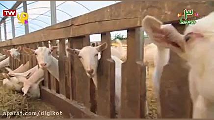 خدا چه آفریده؟ بزها