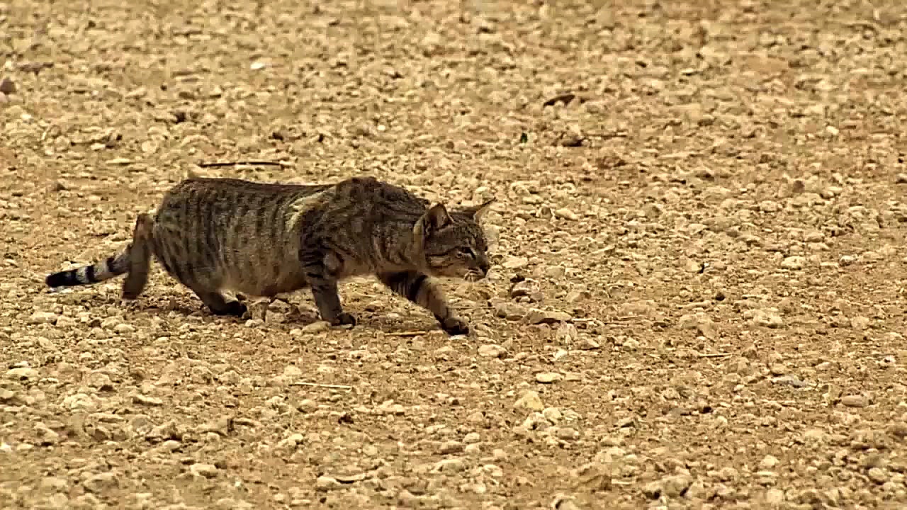 شکار ماهرانه و برق آسای پرنده...