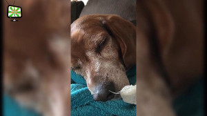 Funny Dogs Snores