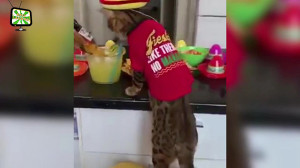 Funny Cats In Costume