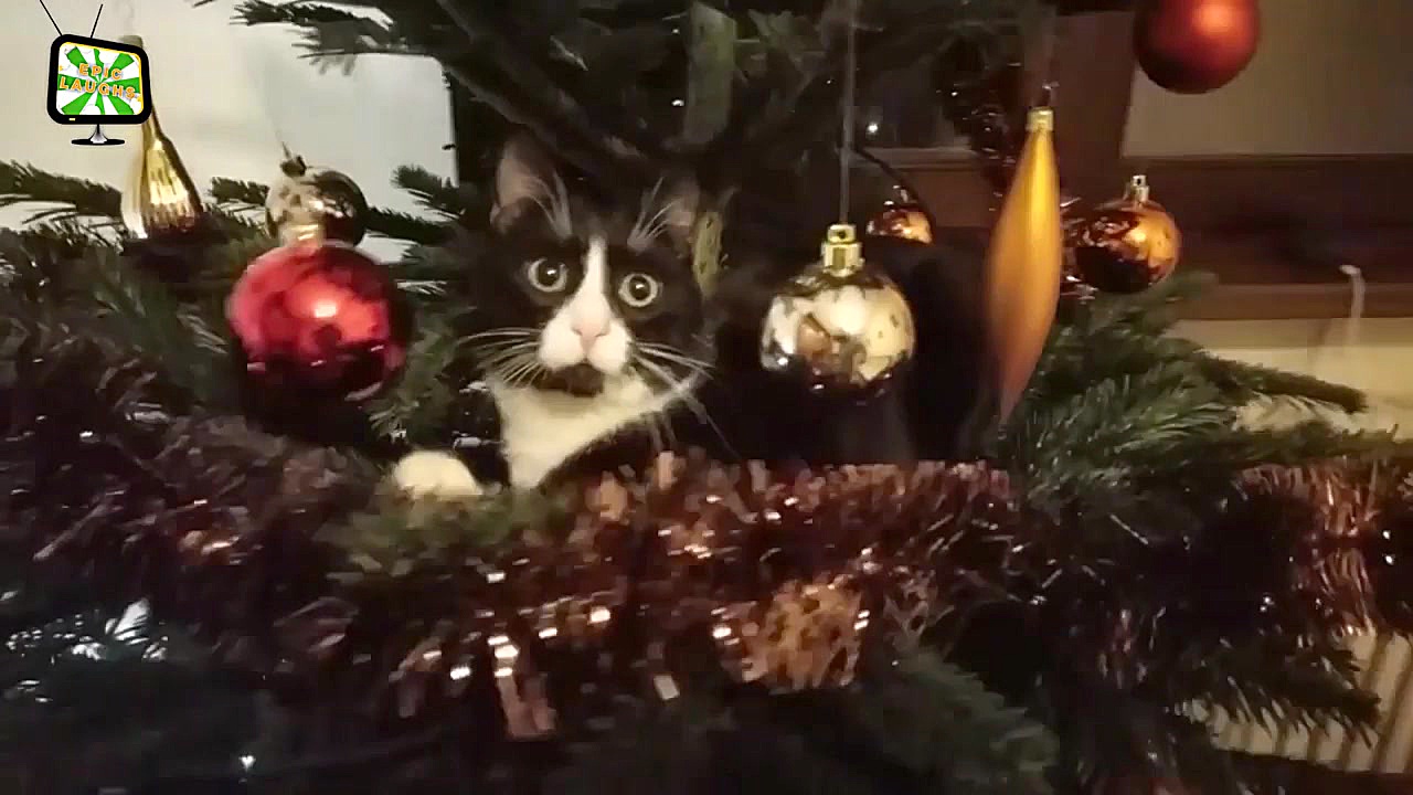 Cats And Christmas Tree