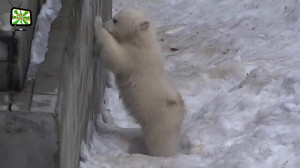 Funny Cute Bears