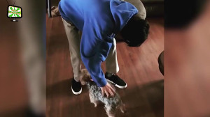 Funny Dogs Being Jealous Cute...