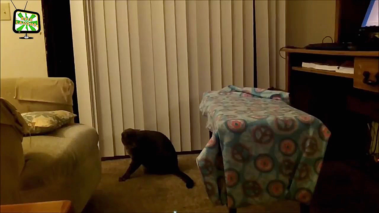 Cats VS Laser Pointers Funny C...