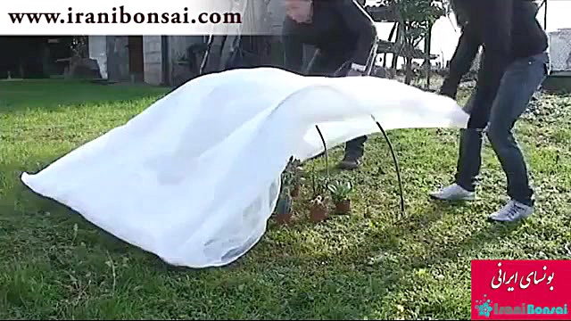 آماده سازی بونسای و ساکیولنت ه...