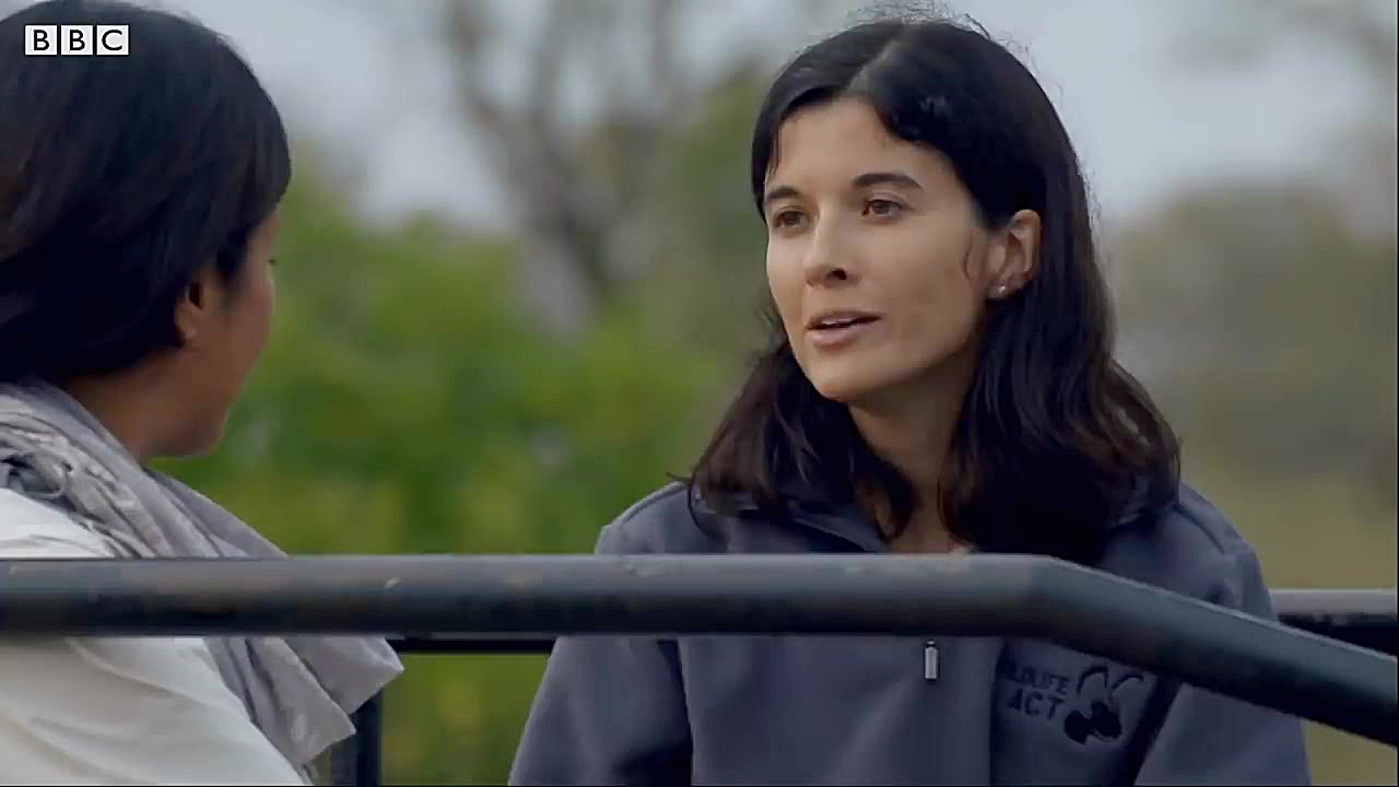 اتحاد: راز بقای سگ های وحشی آف...