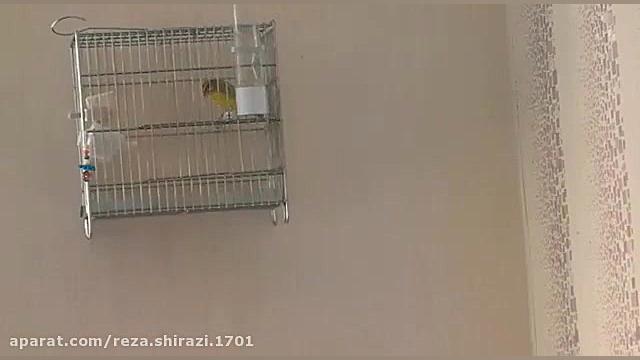 دهن زدن پرنده یاسمین طلایی