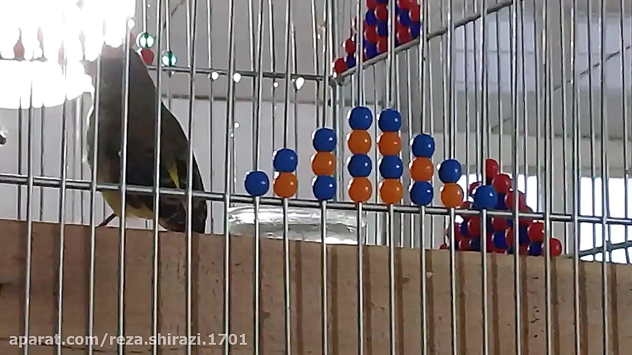 دهن زدن فوق العاده پرنده یاسمی...