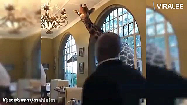 عجیب ترین ویدئو هایی که از حیو...