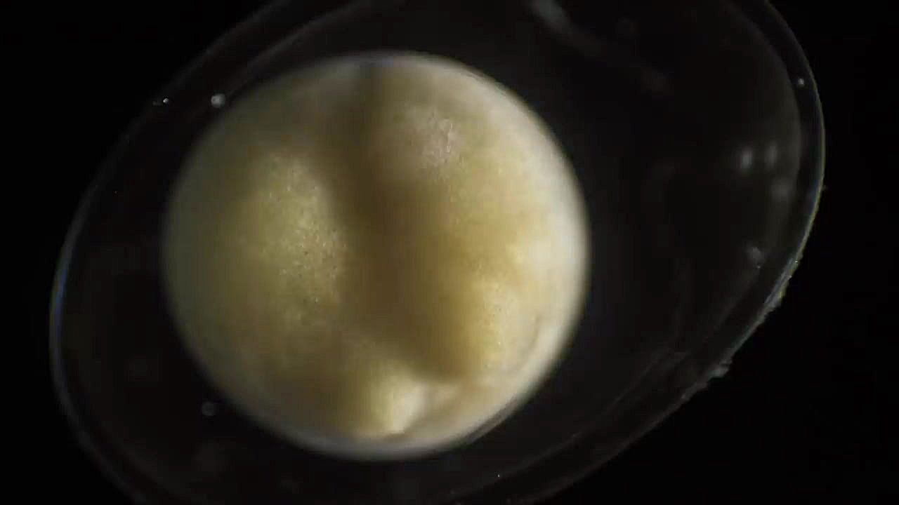 گذر زمانی: رشد سمندر از یک تک...