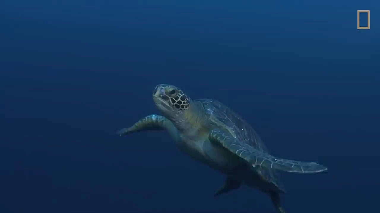 لاکپشت های دریایی  نشنال جئوگر...