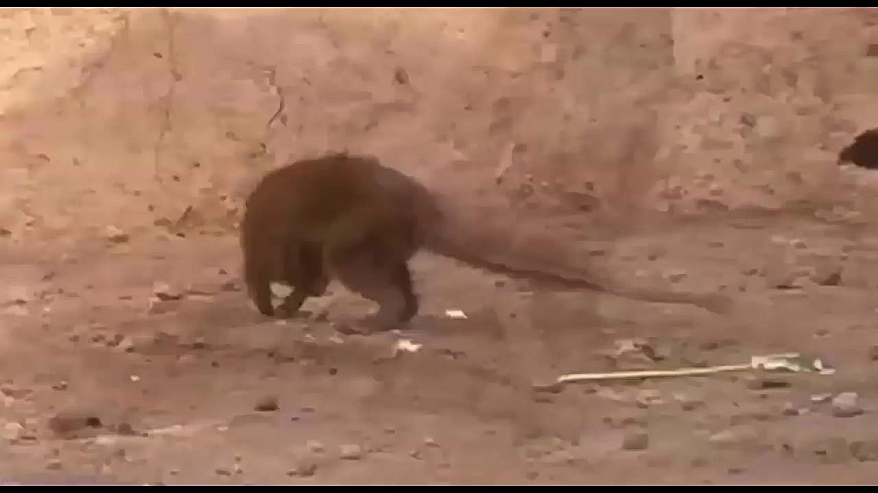 نبرد بزرگ مار کبری در بیابان