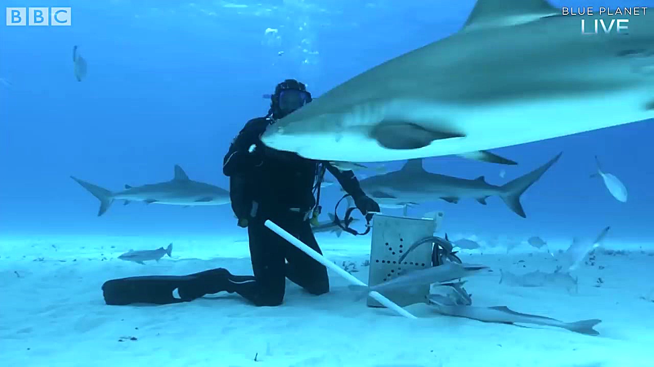 ریسک خطرناک فیلمبرداری نزدیک ا...