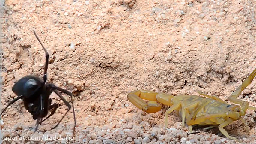شکار عنکبوت بیوه سیاه توسط عقر...
