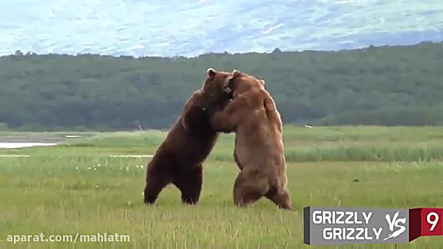 مبارزه و نبرد سهمگین حیوانات