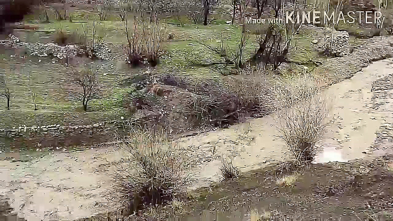 سیل در روستای گاچ