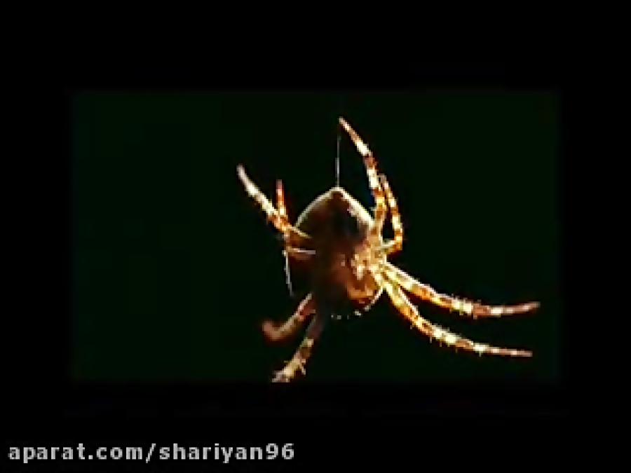 ساختار تار عنکبوت