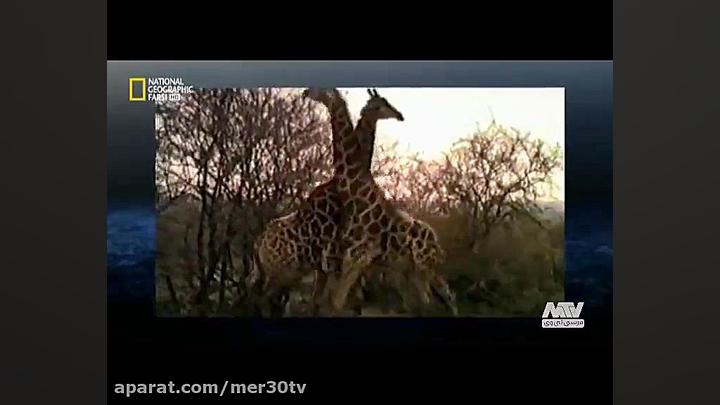 نبرد وحشیانه و سهمگین زرافه ها