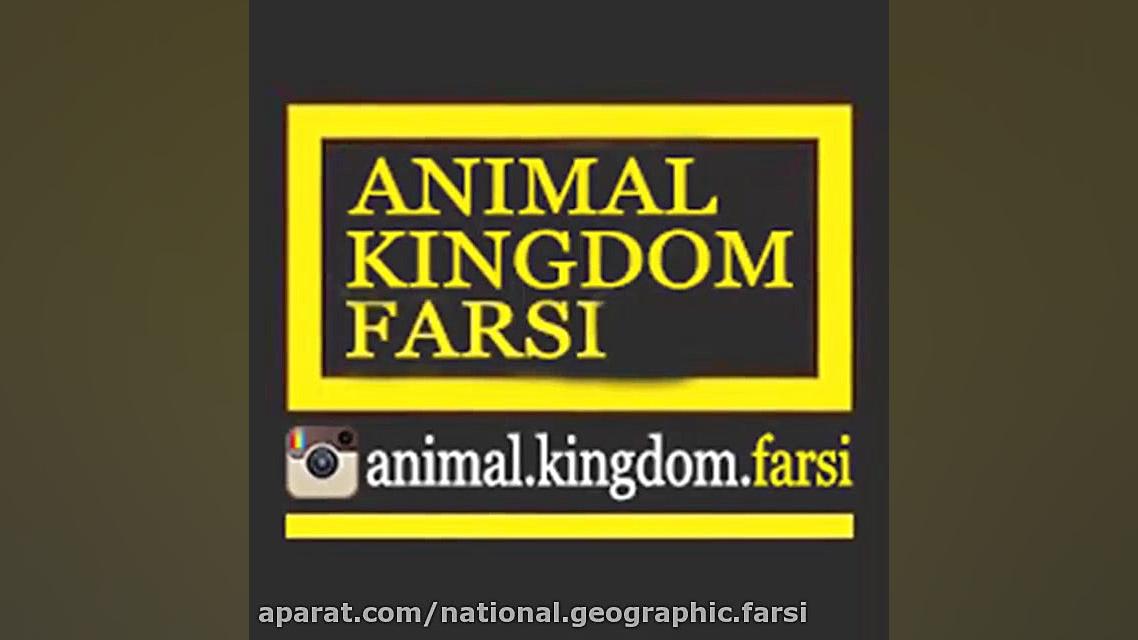 اردک خانگی با غلاده مخصوص (چقد...