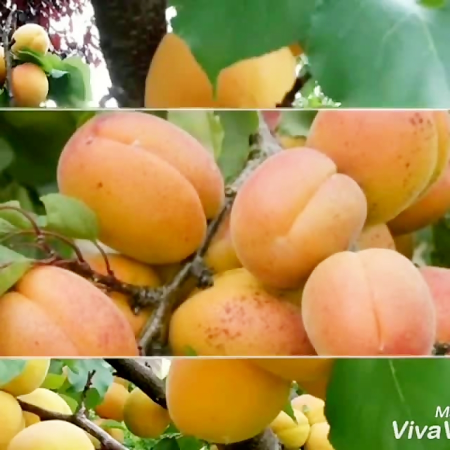 گلچینی از نهالستان نوین نهال نابغه آرش