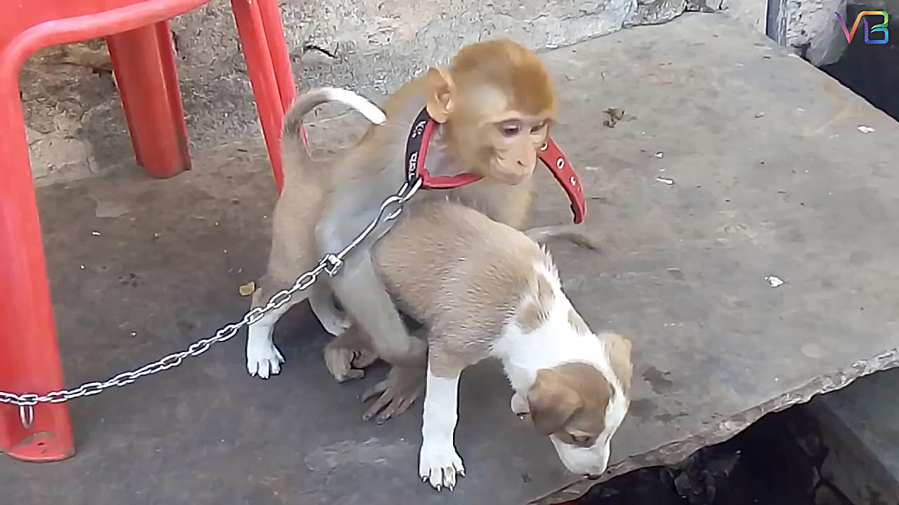 دوستی در دنیای حیوانات