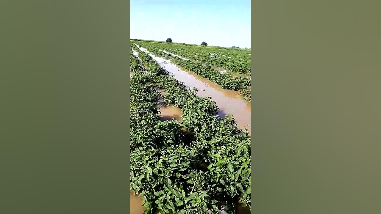 زمینهای کشاورزی روستای کریم خل...