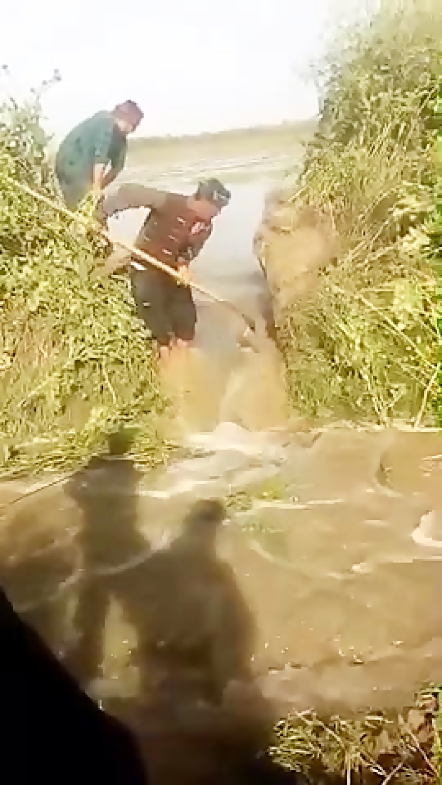 آب سیلاب وارد مزارع روستای ساد...