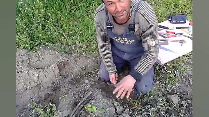 پیوند نیمانیم زبانه ای گردو از...