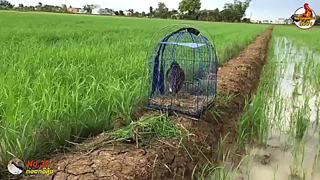 تله برای خروس آبی با استفاده ا...